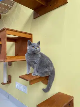 Kucing British Shorthair (BSH) blue