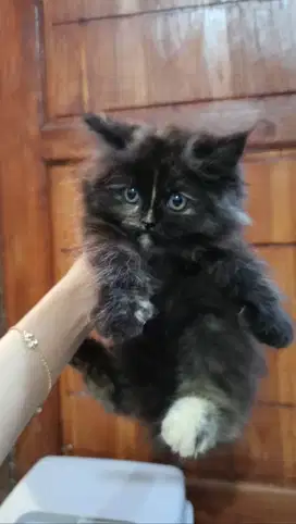 Anak Kucing Ras