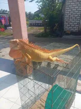 Red albino jantan