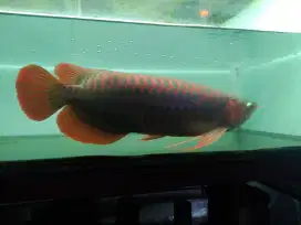 Super red sepauk