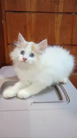 Anak Kucing Ras
