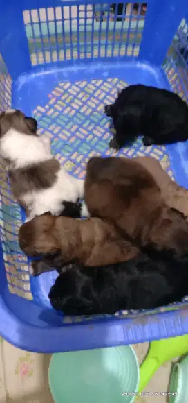 Puppy shipoo shitzu mix poodle