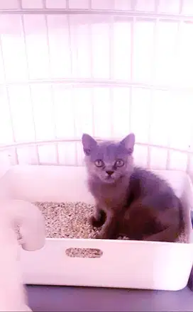 Jual Anak Kucing BSH (British Shorthair) Blue Solid Gen Import Lucuu!!