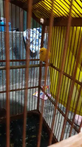 Burung kenari loper
