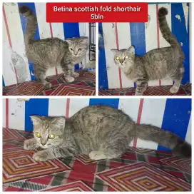 Lepas adopsi kucing persia scottish fold shorthair