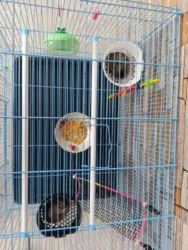 Tupai sugar glider