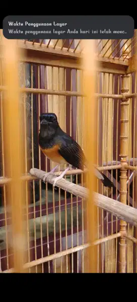 Burung Murai Jantan + Sangkar