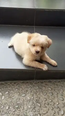 Puppy Golden mix jantan