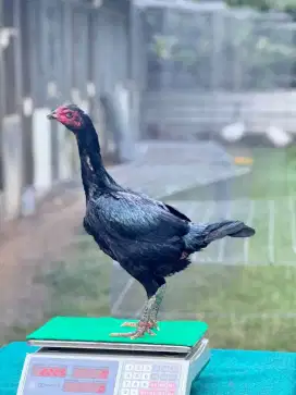 AYAM BANGKOK JJF