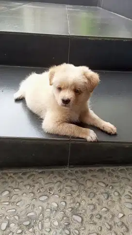 Puppy Golden mix Jantan