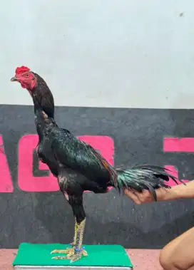 AYAM BANGKOK JJF