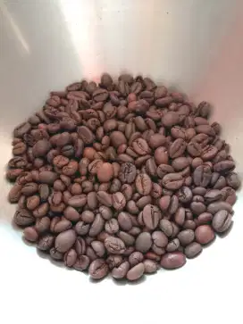 Agen Kopi Robusta Lampung Sumatera