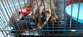 Sugar glider Sepasang