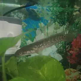 Chana Asiatika ws