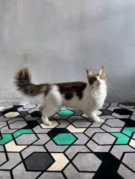 Mainecoon betina proven