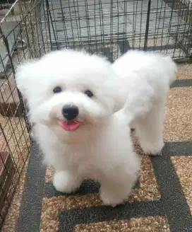 Calon Pejantan Bichon frise