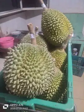 Durian Musang king dan Blacktown