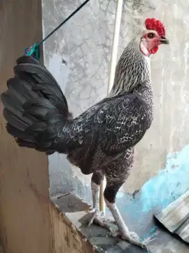 Ayam Pama Bulbi