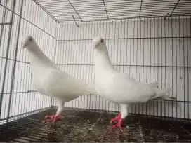 Merpati Pos Putih