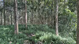 Jual kebun Jati 1200 pohon Di Cisaga Ciamis