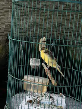 Kenari jantan anakan Yorkshire x Yorkshire