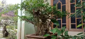 Bonsai Iprik murah