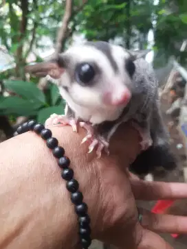 SUGAR GLIDER JOEY CLASIC GREY BETINA JINAK TOTAL