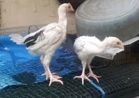 Anak ayam pelung putih