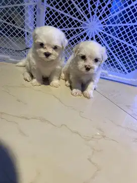 anjing maltese maltis jefra petshop anabul