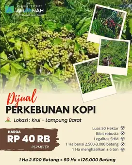 KEBUN KOPI ROBUSTA LAMPUNG DIJUAL MURAH