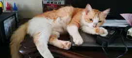 Kucing Betina Free Adopt