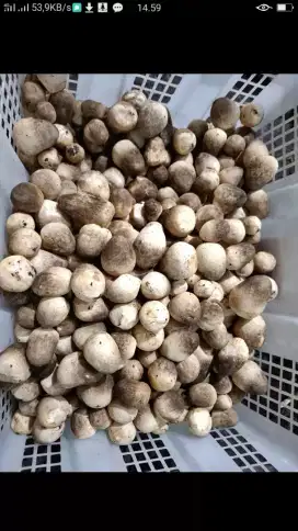 Jamur merang segar
