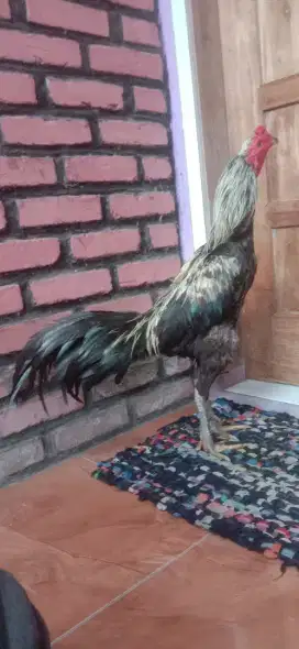 Ayam Pama phanat khoy win 1 x suro watu pukul kepala jos mantap