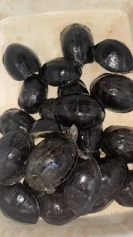 kura ambon batok