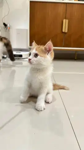 BSH Bicolor Red