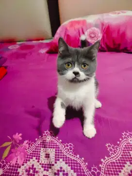 Kucing persia bicolor