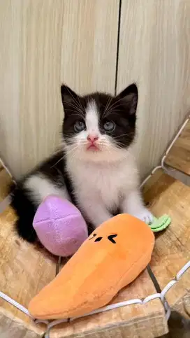 BSH Bicolor Black