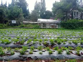 Tanah kavling 4jt Permeter