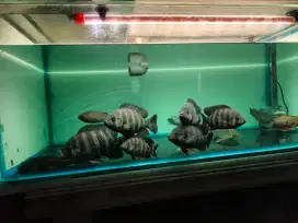 Ikan ninetynine / zebra/ 99
