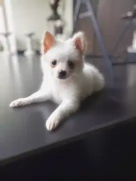 POM PUPPY FEMALE