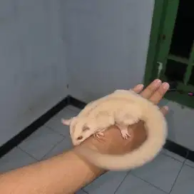 SUGAR GLIDER CREAMINO JANTAN