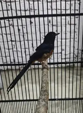 Ngurak ke 3 tapi masih gacor  Monggo yang minat burung murai