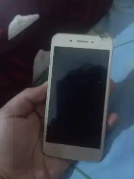 Di jual vivo kondisi mati