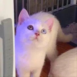 Bsh Scottish fold dan straight odd eye