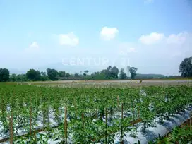 Tanah Perkebunan Yang Produktif Di Kebon Peuteuy Cianjur