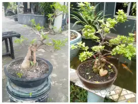 Pohon bonsai bugenville