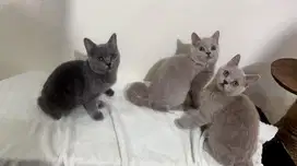 British Short hair BSH kitten