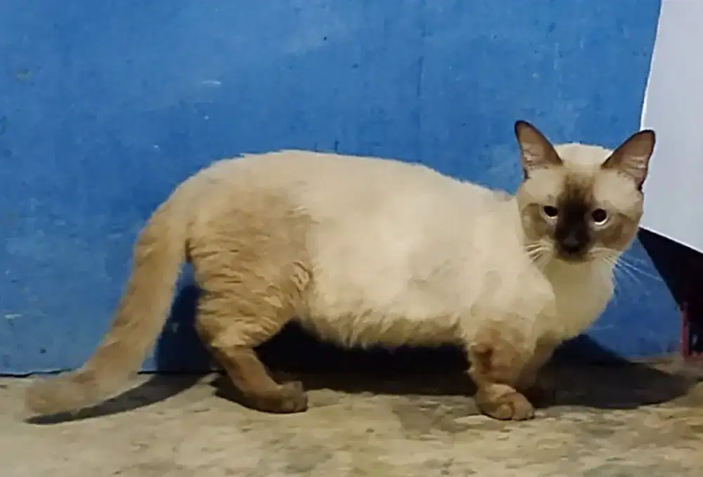 Kawin pacak Munchkin Himalaya