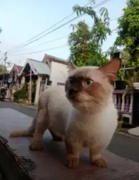 Kawin pacak Munchkin Himalaya