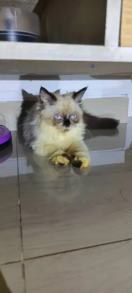 Anak kucing persia Himalaya